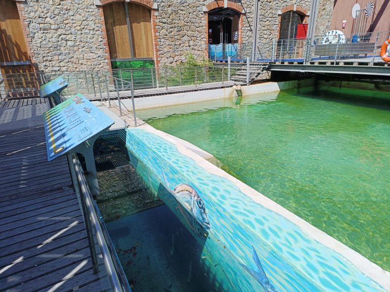 pesca tanque2
