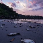 A vertical shot of dead fish on the beach at sunset